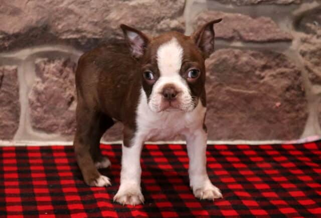 Brown and white Boston Terrier puppy standing on a red and black buffalo plaid blanket, featuring a wide white facial blaze, white chest and front legs, alert ears, and light-colored eyes, photographed in front of a rustic stone wall backdrop. image