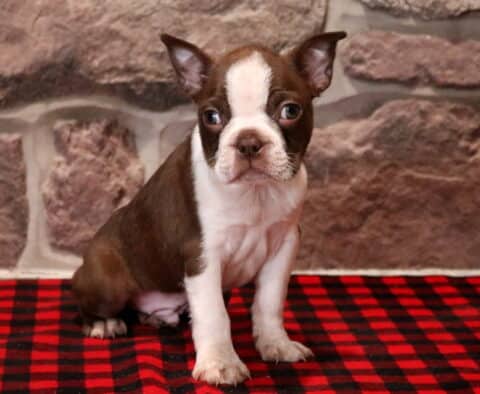 Chocolate and white Boston Terrier puppy sitting on a red and black plaid blanket, with a centered white facial stripe, white chest and front paw, upright ears, and bright expressive eyes, photographed against a textured stone wall background.