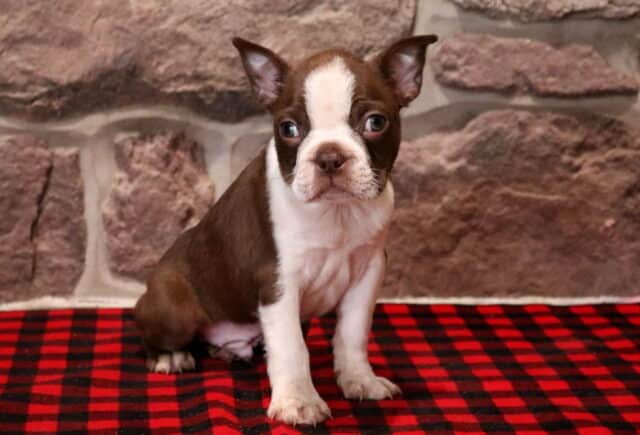 Chocolate and white Boston Terrier puppy sitting on a red and black plaid blanket, with a centered white facial stripe, white chest and front paw, upright ears, and bright expressive eyes, photographed against a textured stone wall background. image