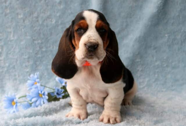 Bubba Basset Hound image
