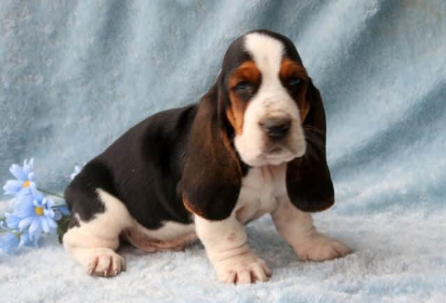 Bubba Basset Hound2 image