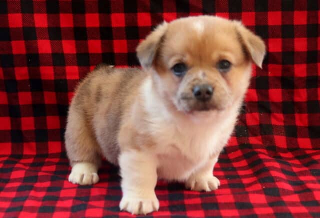 Young Corgi mix puppy with a tan and white coat standing on a red and black plaid blanket, featuring short legs, round dark eyes, and a sweet alert expression. image