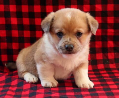 Small Corgi mix puppy with a tan and white coat sitting on a red and black plaid blanket, featuring short legs, soft floppy ears, and a gentle, curious expression.