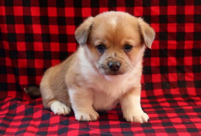 Small Corgi mix puppy with a tan and white coat sitting on a red and black plaid blanket, featuring short legs, soft floppy ears, and a gentle, curious expression. image