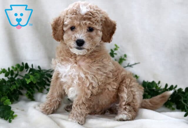 Bubbles Bichpoo2 image