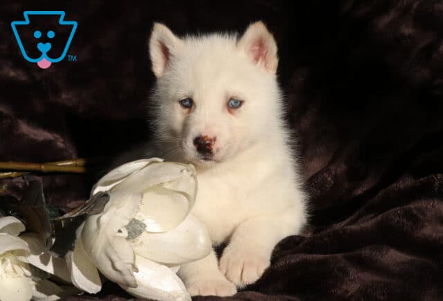 Fluffy white Alusky puppy with striking blue eyes resting on a dark plush blanket beside a white decorative flower, showing a gentle expression and soft, thick coat. image