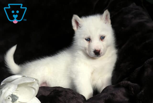 White Alusky puppy with icy blue eyes standing on a dark plush blanket, tail curled upward, showing a fluffy coat and alert, curious expression. image