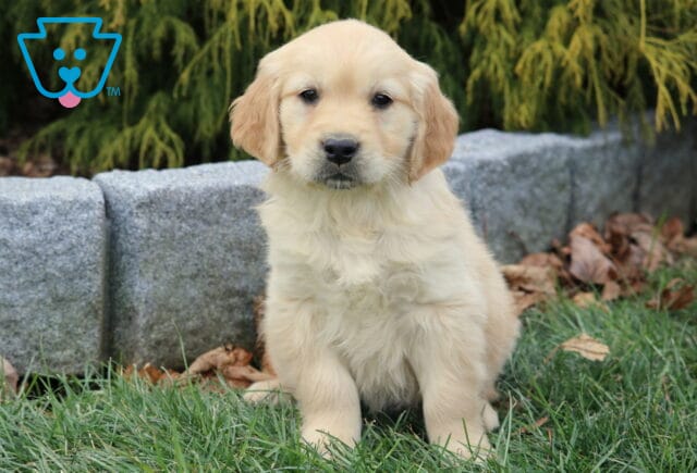 Golden Retriever puppy with a fluffy light-gold coat sitting in green grass near a stone border, facing forward with floppy ears and a gentle expression, photographed outdoors. image