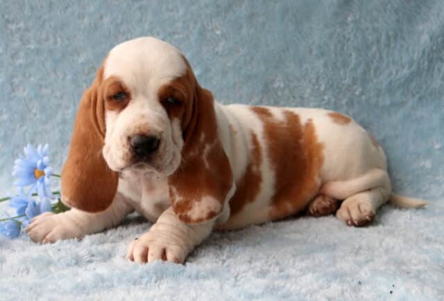 Buddy Basset Hound image