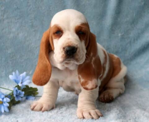 Buddy Basset Hound2
