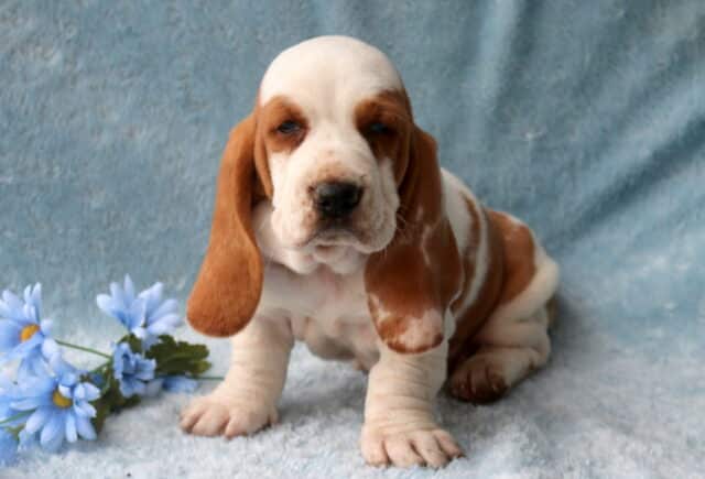 Buddy Basset Hound2 image