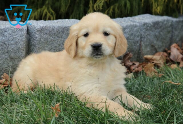 Golden Retriever puppy with a soft cream-gold coat resting in green grass near a stone edging, looking calmly at the camera. image