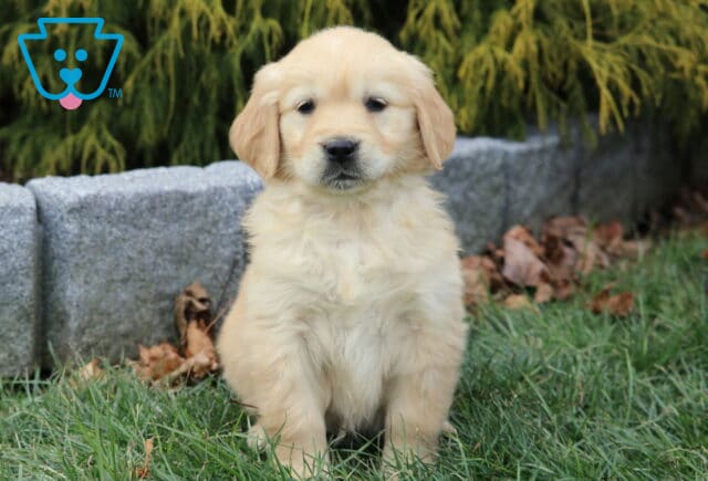 Golden Retriever puppy with a fluffy light-golden coat sitting upright in the grass beside a stone border, ears relaxed and eyes gently focused forward. image