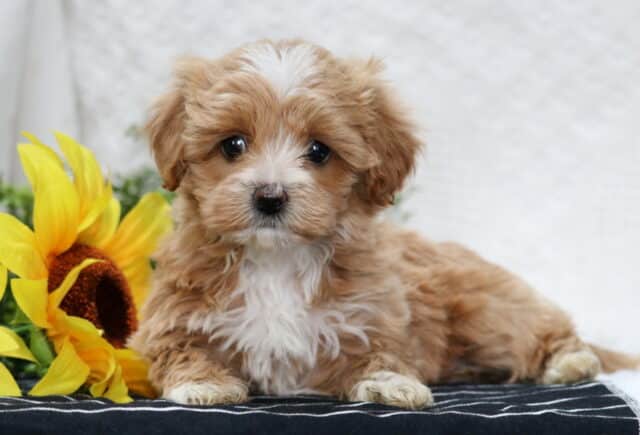Tan and white Havapoo puppy with fluffy coat lying on a blanket beside a sunflower, looking sweet and curious image