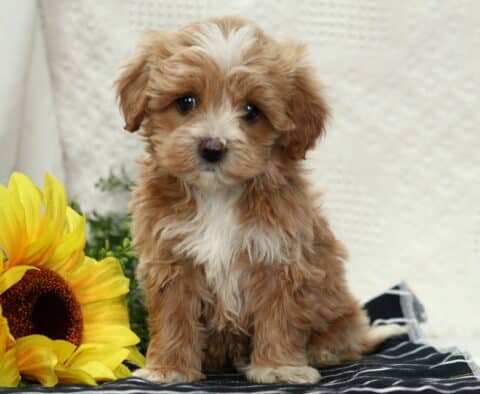 Fluffy tan and white Havapoo puppy sitting on a blanket next to a bright sunflower, looking gentle and alert