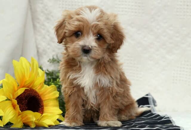 Fluffy tan and white Havapoo puppy sitting on a blanket next to a bright sunflower, looking gentle and alert image