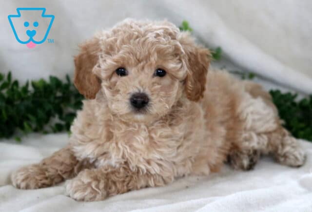 Buster Bichpoo image