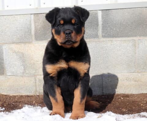 Buster Rottie
