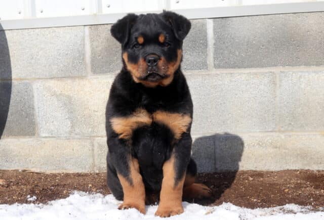 Buster Rottie image