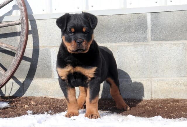 Buster Rottie2 image