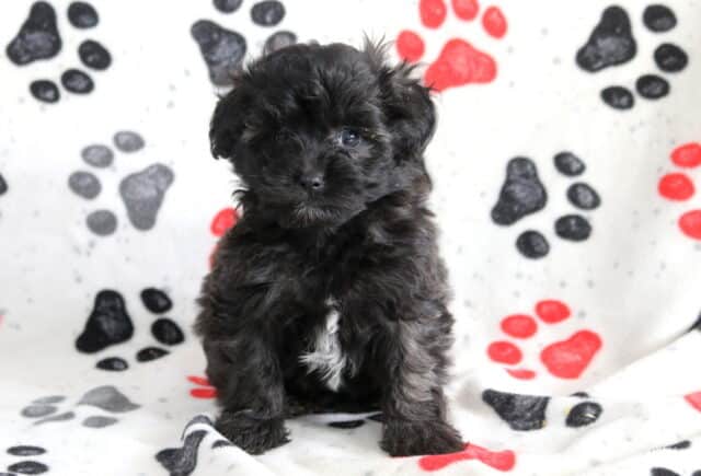 Small black Poodle mix puppy sitting on a paw-print blanket, featuring a fluffy curly coat with a tiny white chest marking and bright, gentle eyes image