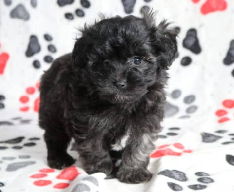Tiny black Poodle mix puppy standing on a paw-print blanket, showing a soft curly coat, small white chest patch, and curious dark eyes