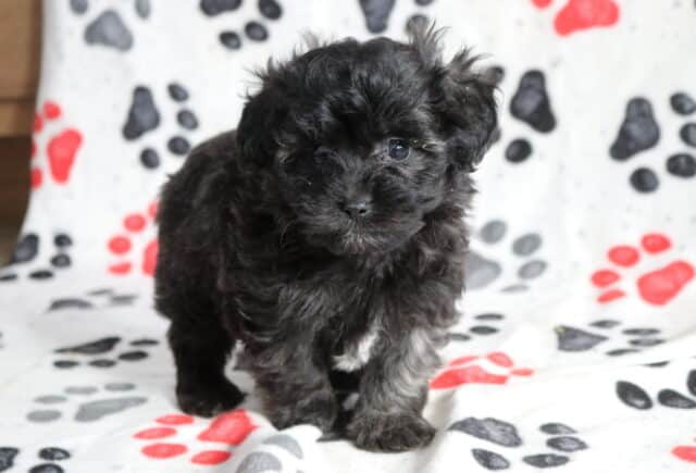 Tiny black Poodle mix puppy standing on a paw-print blanket, showing a soft curly coat, small white chest patch, and curious dark eyes image