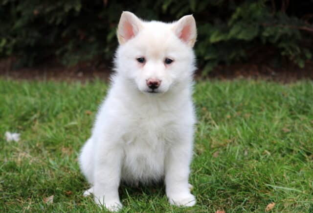 Cream and white Pomsky puppy sitting on green grass outdoors, featuring a fluffy coat, upright Husky-style ears, and soft light-colored eyes. image