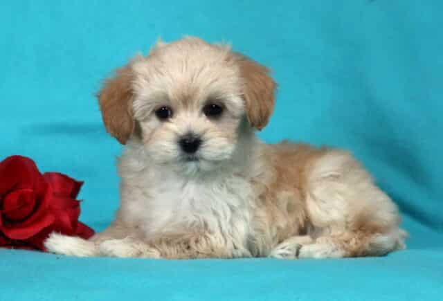Cream and tan Havapoo puppy lying on a blue backdrop beside a red rose, showing fluffy coat, round dark eyes, and a calm, sweet expression. image