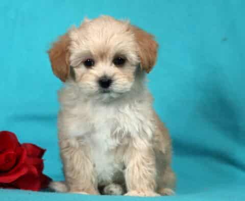 Fluffy tan and cream Havapoo puppy sitting on a bright blue background next to a red rose, featuring soft wavy fur, button nose, and gentle puppy expression.