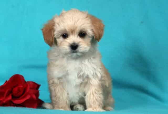 Fluffy tan and cream Havapoo puppy sitting on a bright blue background next to a red rose, featuring soft wavy fur, button nose, and gentle puppy expression. image