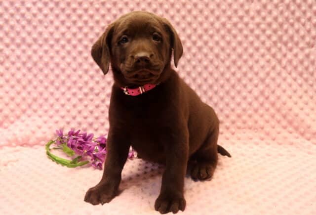 Chocolate Labrador Retriever puppy sitting on a soft pink textured blanket with purple flowers beside her, wearing a pink collar, sweet-natured, well socialized, and family-raised. image