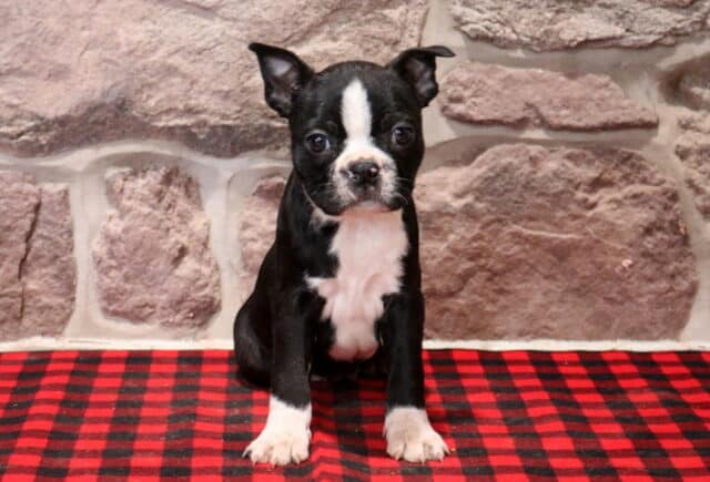 Black and white Boston Terrier puppy sitting on a red and black plaid blanket, featuring a white blaze, white chest, and alert ears against a stone backdrop. image