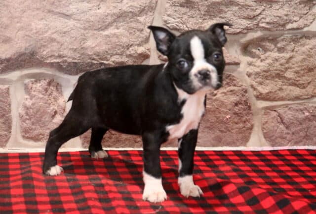 Black and white Boston Terrier puppy standing on a red plaid blanket, showing a white facial stripe, white chest, and white paws in front of a rustic stone wall. image