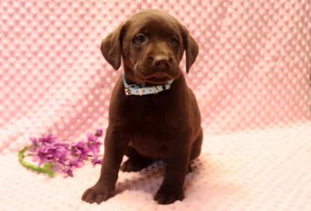 Chocolate Labrador Retriever puppy sitting on a soft pink textured blanket with purple flowers nearby, wearing a light blue collar, calm and affectionate, family-raised and well socialized. image