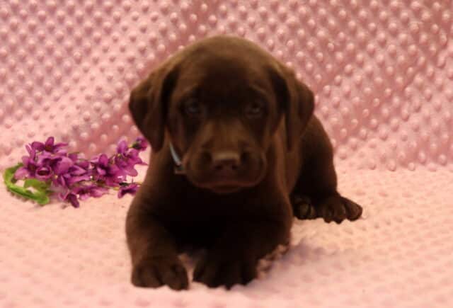 Chocolate Labrador Retriever puppy lying on a soft pink textured blanket with purple flowers nearby, wearing a light blue collar, gentle and well socialized, family-raised and affectionate. image