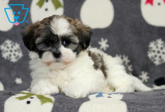 Shichon puppy resting on a snowman-patterned blanket, featuring a fluffy white coat with dark brown and black facial markings, soft floppy ears, bright dark eyes, and a relaxed, gentle expression against a winter-themed backdrop. image
