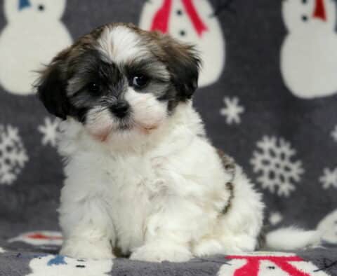 Shichon puppy sitting upright on a snowman-print blanket, showing a fluffy white coat with black and gray facial markings, soft floppy ears, round dark eyes, and a calm, curious expression in a cozy winter-themed setting.