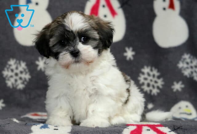 Shichon puppy sitting upright on a snowman-print blanket, showing a fluffy white coat with black and gray facial markings, soft floppy ears, round dark eyes, and a calm, curious expression in a cozy winter-themed setting. image