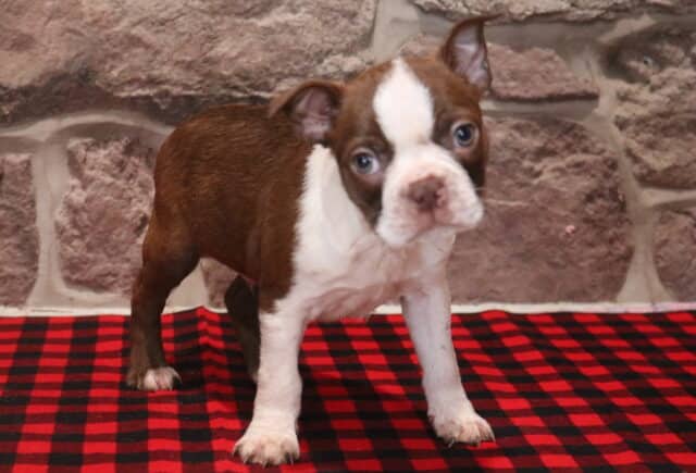 Chocolate brown and white Boston Terrier puppy standing on a red and black buffalo plaid blanket, featuring a wide white facial blaze, bright blue-gray eyes, white chest and front legs, and perky ears, photographed against a rustic stone wall backdrop. image