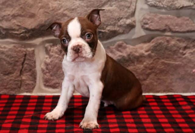 Chocolate brown and white Boston Terrier puppy sitting on a red and black buffalo plaid blanket, featuring a bold white facial blaze, soft blue-gray eyes, white chest and front legs, and slightly folded ears, photographed against a rustic stone wall background. image