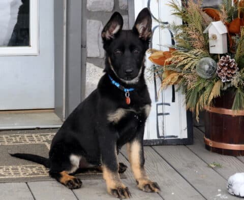 Black and tan German Shepherd puppy sitting on a front porch near winter décor, alert and attentive with upright ears and a blue collar.