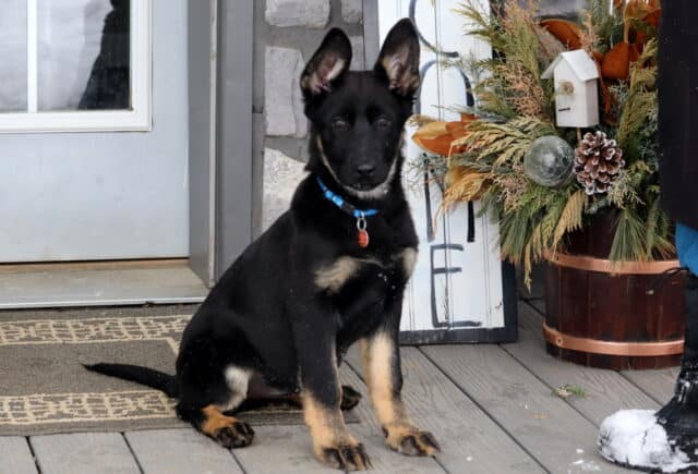 Black and tan German Shepherd puppy sitting on a front porch near winter décor, alert and attentive with upright ears and a blue collar. image