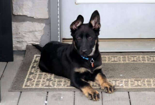 Young black and tan German Shepherd puppy lying on a porch mat in front of a door, ears perked and calmly watching surroundings. image