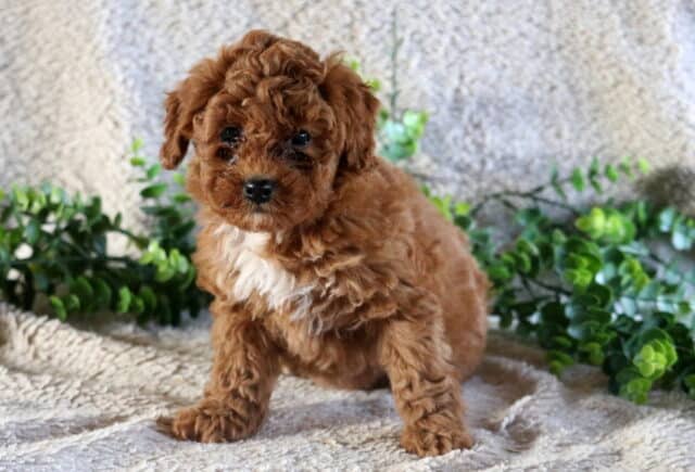 Carrie Mini Poodle image