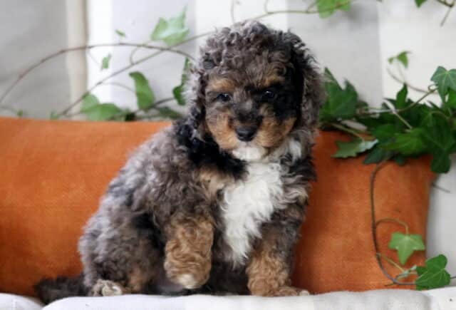 Carter Cockapoo image