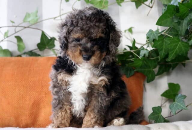 Carter Cockapoo2 image