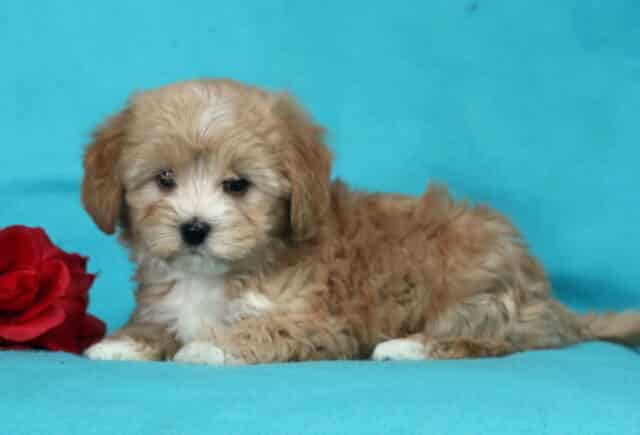 Tan and cream Havapoo puppy lying down on a bright blue backdrop beside a red rose, showcasing fluffy wavy coat, white chest markings, and a calm, sweet puppy expression. image