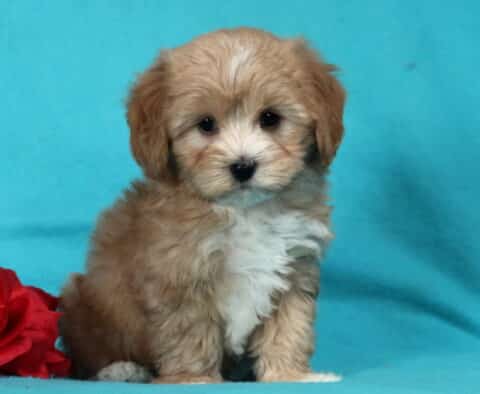 Fluffy tan and white Havapoo puppy sitting on a bright blue background next to a red rose, featuring a soft wavy coat, white chest blaze, and gentle, curious expression.