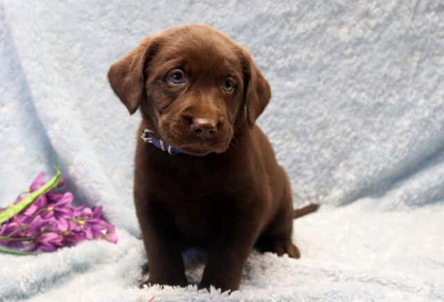 Chocolate Labrador Retriever puppy sitting on a soft light blue blanket with purple flowers nearby, wearing a blue collar, sweet-natured, alert, well socialized, and family-raised. image